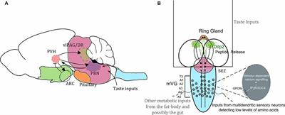 Neuronal Calcium Signaling in Metabolic Regulation and Adaptation to Nutrient Stress